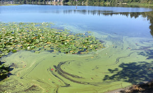Tackling Algae Blooms with Real-Time Nutrient Monitoring